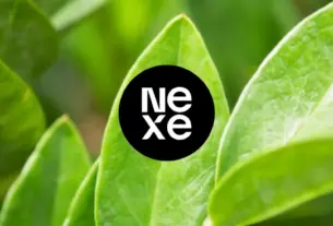 nexe kiel — HR news