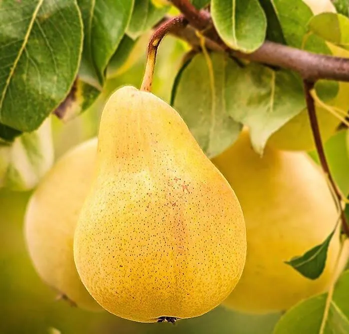 vodenjak — HR news