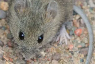 hantavirus — HR news